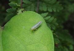 Bothrogonia ferruginea