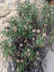 Phagnalon schweinfurthii