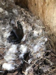 Peromyscus maniculatus