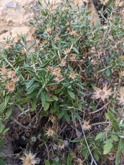 Phagnalon schweinfurthii