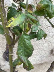 Diplocarpon