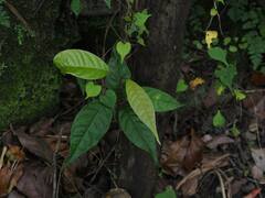 Ehretia acuminata