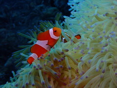 Amphiprion ocellaris