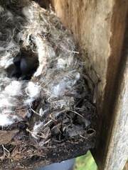 Peromyscus maniculatus