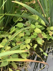 Scutellaria lateriflora