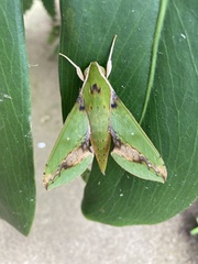 Xylophanes chiron