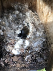 Peromyscus maniculatus