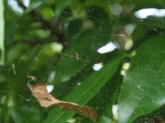 Argyrodes fissifrons