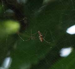 Argyrodes fissifrons