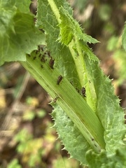 Aphis fabae