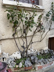 Diplocarpon