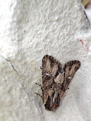 Mniotype occidentalis