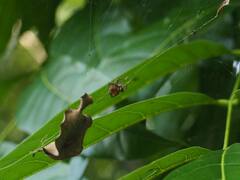 Tessaratoma papillosa