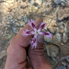 Dianthus crinitus