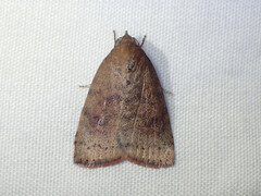 Austrocarea iocephala