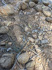 Dianthus crinitus