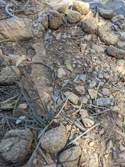 Dianthus crinitus