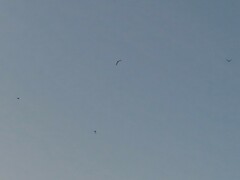 Hirundo rustica