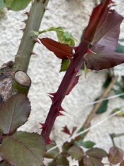Diplocarpon