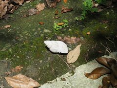 Lissachatina fulica