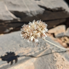 Helichrysum glumaceum