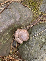Scleroderma polyrhizum