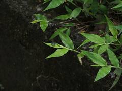 Oplismenus compositus