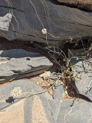 Helichrysum glumaceum