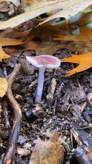Mycena pura