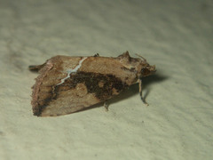 Etanna breviuscula