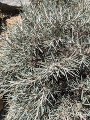 Astragalus fasciculifolius