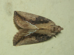 Etanna breviuscula