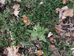 Microstegium vimineum