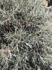 Astragalus fasciculifolius