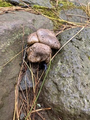 Scleroderma polyrhizum