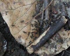 Dolichoderus thoracicus