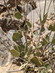Gymnocarpos decander