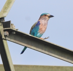 Coracias benghalensis