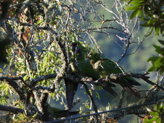 Rhynchopsitta terrisi