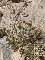 Gymnocarpos decander