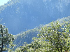 Rhynchopsitta terrisi