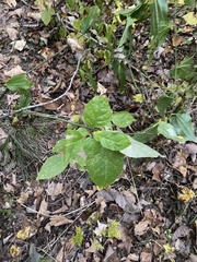 Celtis tenuifolia