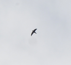 Aerodramus unicolor