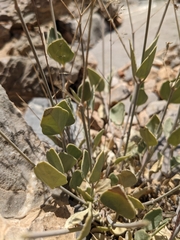 Gymnocarpos decander