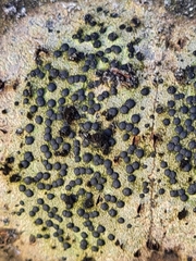 Lecidella