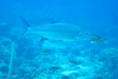 Megalops atlanticus