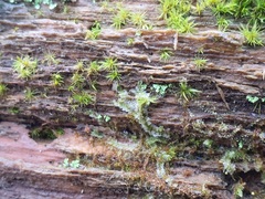 Lophocolea heterophylla