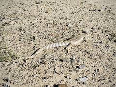 Dipsosaurus dorsalis