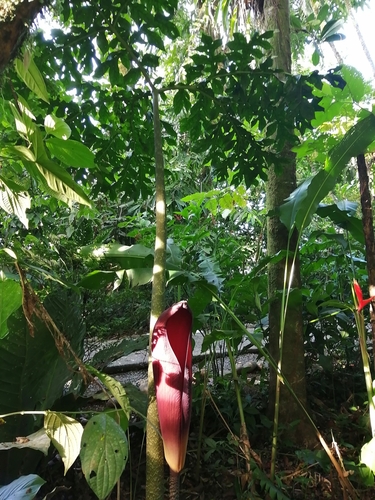 Foto de Abacaxi-do-brejo