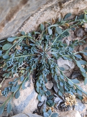 Telephium sphaerospermum